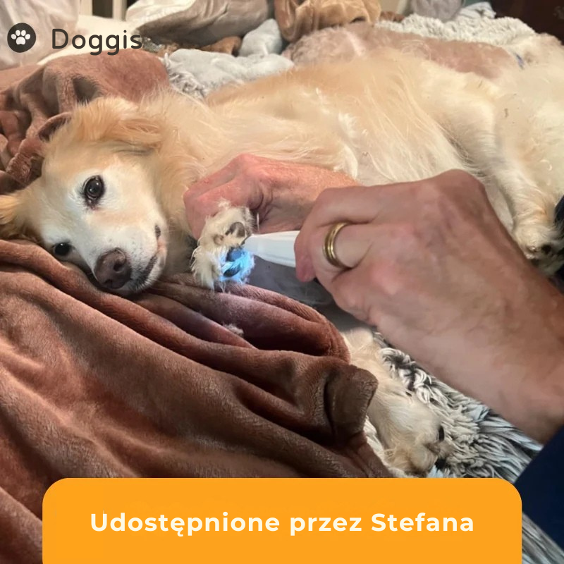 DogTrim Pro™ – Bezbolesna pielęgnacja łap w kilka sekund